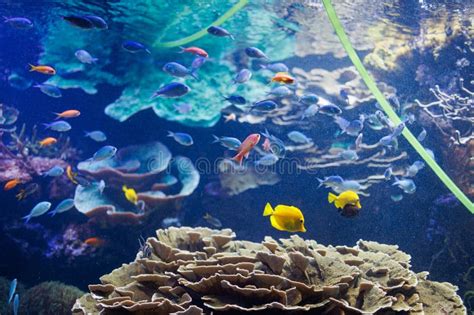 Fishes and Corals Inside a Big Blue Aquarium Tank Stock Photo - Image ...