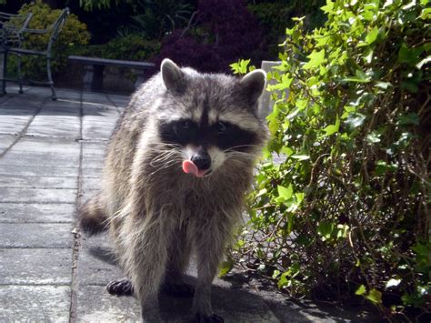 "Zombie Raccoons" Are Definitely Sick, but It's Not Rabies | Inverse