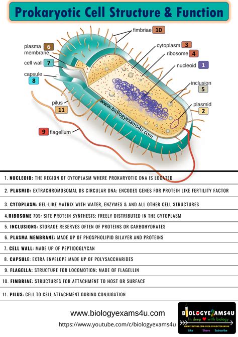 Prokaryotic Cell Structure and Function Poster PDF