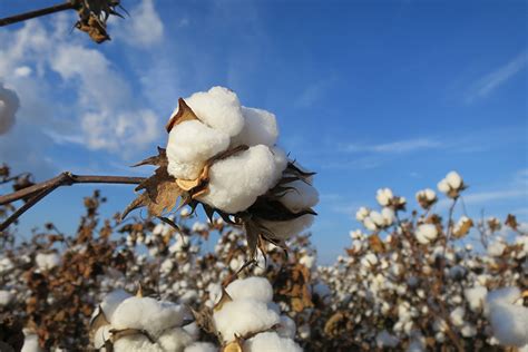 High Plains cotton crop faces difficult year - Texas Farm Bureau