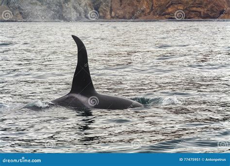 Big killer whale stock image. Image of eaters, black - 77475951