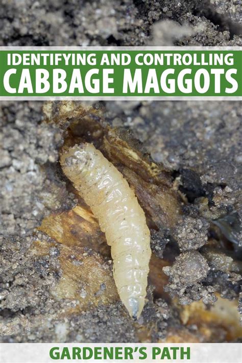 Identifying and Controlling Cabbage Maggots | Gardener's Path