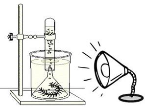 Rate of Photosynthesis