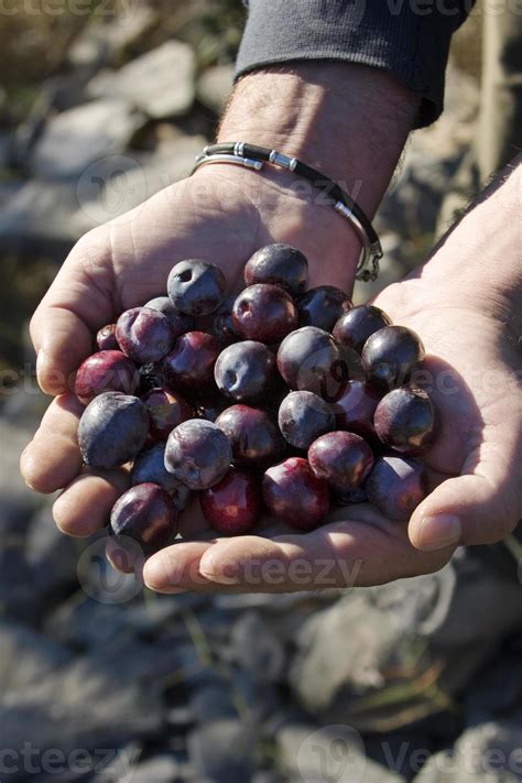 Hands with olives 1106745 Stock Photo at Vecteezy