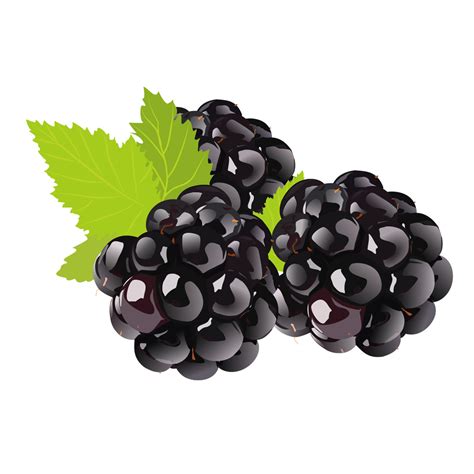 Black Grapes PNG Transparent Images - PNG All