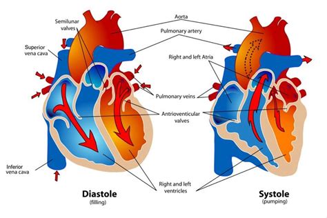 Anatomy and Physiology 2 Cardiovascular System Diagram | Quizlet