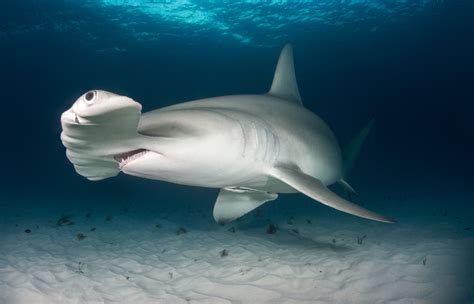 Hammerhead Shark Facts - Curious Insights And Discoveries!