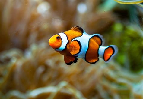 Exploring The 7 Unique Characteristics Of Tomato Clownfish - Tiny Fish Tank