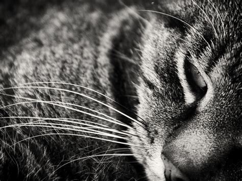 Cat Black And White Free Stock Photo - Public Domain Pictures