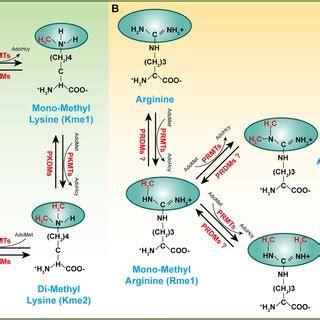 Histone methylation regulates vascular development and maturity.... | Download Scientific Diagram