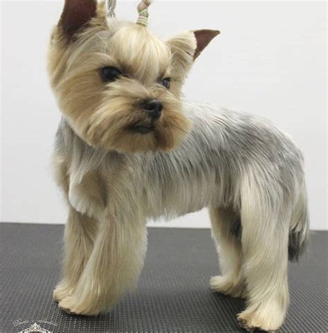 Yorkie haircuts pictures coolest yorkshire terrier haircuts – Artofit