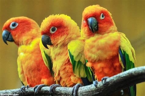 150+ Cute Conure Parrot Names Ideas [Fun Facts Included]