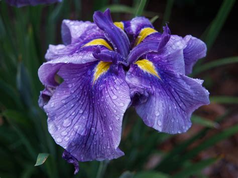 Japanese iris | Ramblin' through Dave's Garden