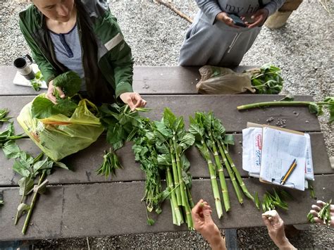 Japanese Knotweed: Edible, Medicinal, Invasive! – Philadelphia Orchard Project