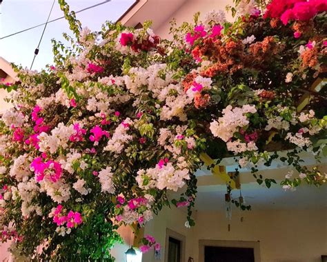 Bougainvillea flower | Planting flowers, Bougainvillea, Plants