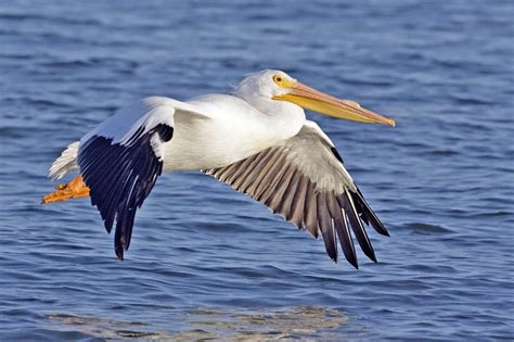 Where do Pelicans live