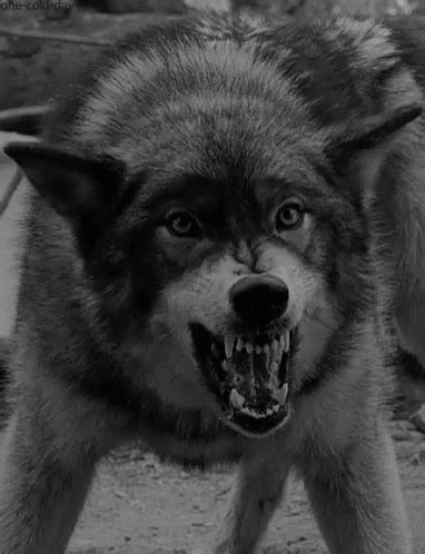 Wolf GIF - Wolf - Discover & Share GIFs