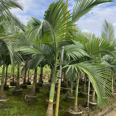 Archontophoenix Alexandrae Big Size Outdoor Live Plant King Palm ...