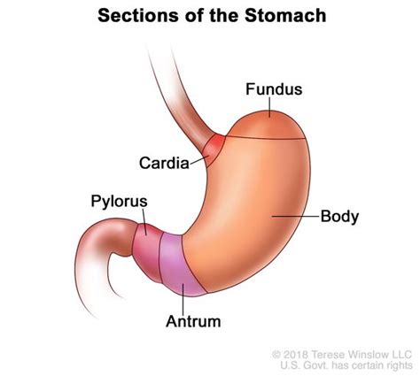 Definition of stomach - NCI Dictionary of Cancer Terms - NCI