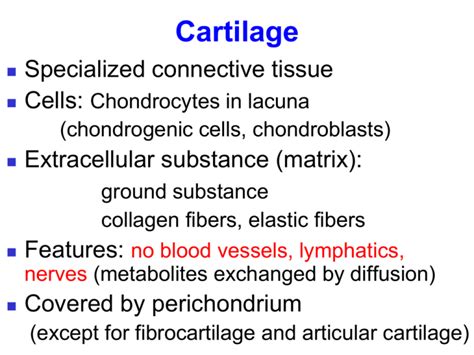 Hyaline cartilage