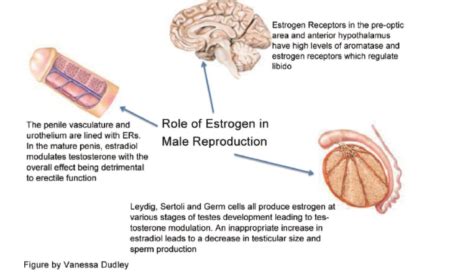 10 Estradiol Health Effects - SelfDecode Labs