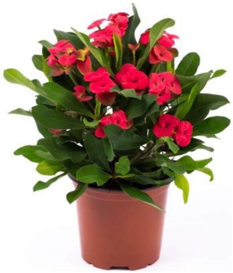 ojorey EUPHORBIA (MILI) Flower Indoor Flower Plant: Buy ojorey ...