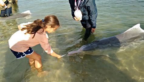 Feed wild dolphins at Tin Can Bay - Our Coast Life