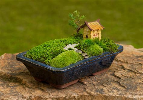 How to Grow Moss For Your Mini Garden At Home