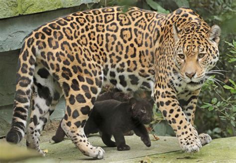 Black Jaguar Cubs Learn to Stalk at ARTIS - ZooBorns