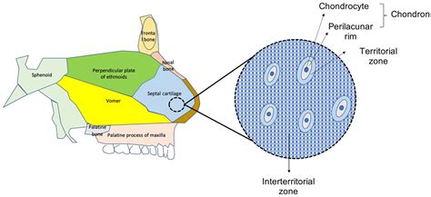 Septal Cartilage