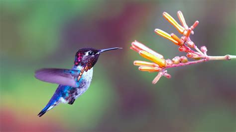 Cuba's Bee Hummingbird (The World's Smallest Bird) - YouTube