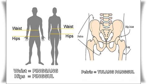 Mengapa Tulang Pinggul Terasa Sakit / Hal ini akan membuat selaput lendir anda tetap lembap dan ...