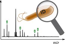 MALDI-TOF bacterial identification | BIONUMERICS