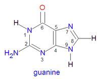 Guanine - encyclopedia article - Citizendium