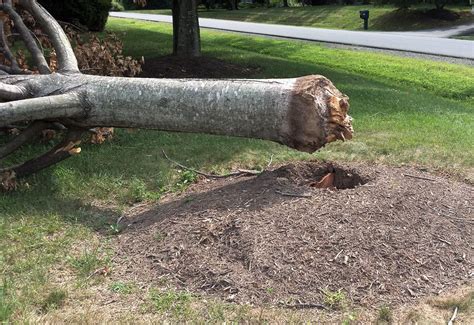 Will Putting Mulch Around A Tree Kill It?