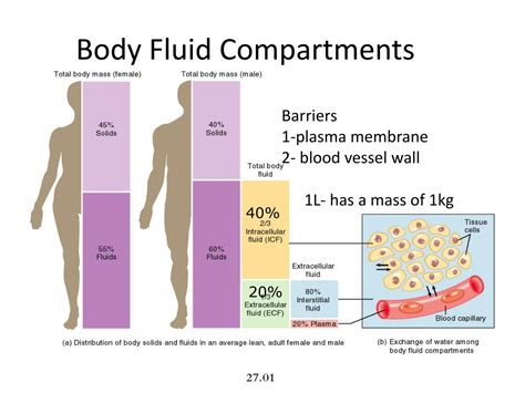 Fluid In The Body What Does It Mean at Eileen Mcfarlane blog