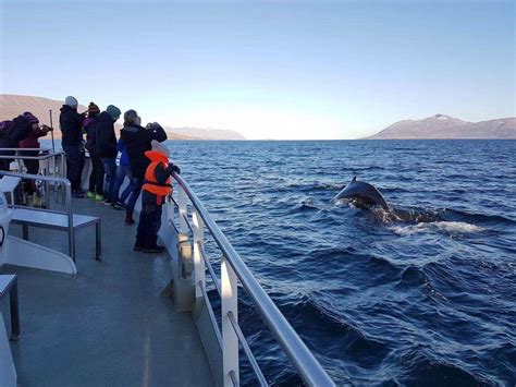 Akureyri Whale Watching Tour | ambassador.is