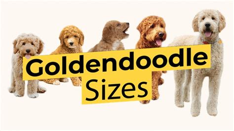 Which Goldendoodle Size? 🐶 Mini 🐶 Medium 🐶 Standard 🐶 - YouTube