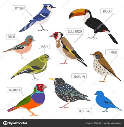 Name Pigeon Breeds Chart | museosdelima.com