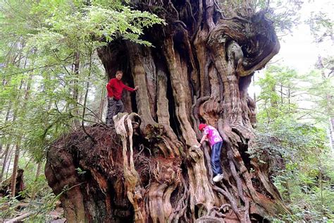 Secrets of Olympic National Park: Quinault Rainforest