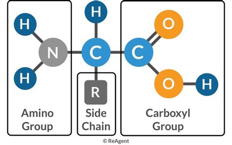 What Are Amino Acids? | The Science Blog | Biology facts, Science blog, Amino acids