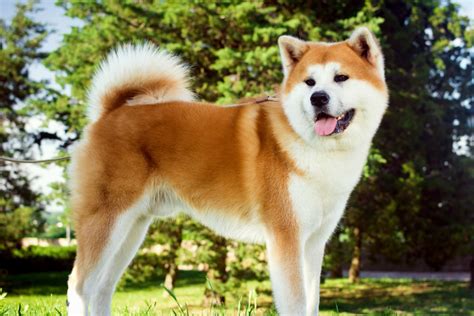 Where Are Akita Dogs From