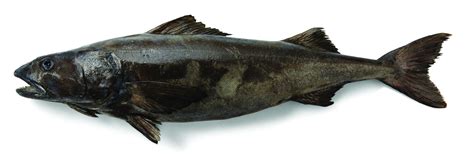 Why Blackcod is NOT Cod – Sierra Seafood Co.