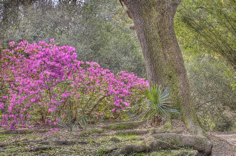 avery island HDR 6 4x6 | Avery Island, LA, known for Tobasco… | Flickr