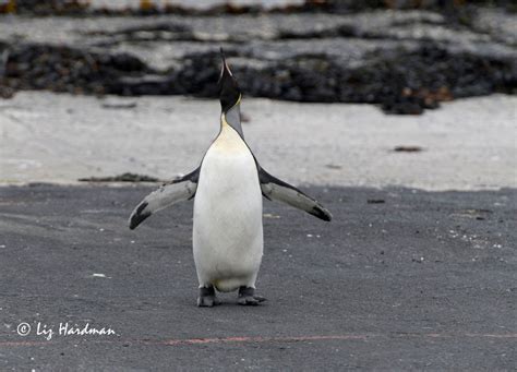 King penguin: a long way from home – Nature on the Edge