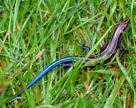 Blue-tailed Skink Facts, Habitat, Diet, Life Cycle, Baby, Pictures