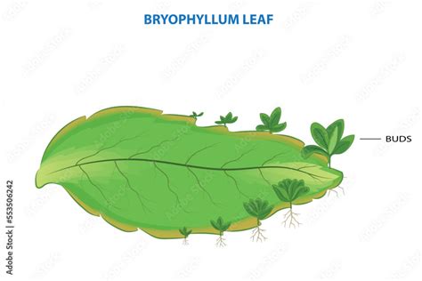 Bryophyillum leaf with buds, Plants grow from the leaf, Asexual ...