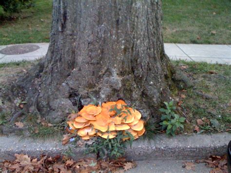 tree mushroom fungi « It’s Mike Ettner’s Blog