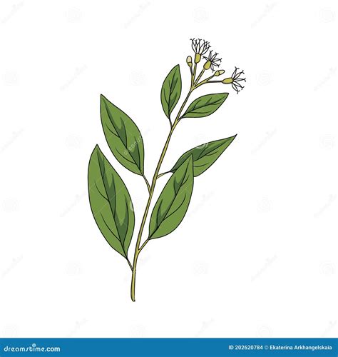 Vector drawing bitter leaf stock vector. Illustration of plant - 202620784