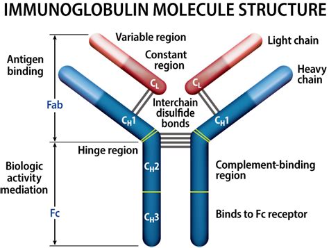 Types of Multiple Myeloma | International Myeloma Foundation